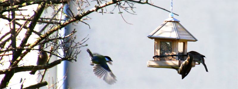 Vogelhaus zum Aufhängen: So helfen Sie Vögeln im Winter
